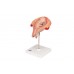 model płodu, 5 miesiąc w położeniu pośladkowym - 3b smart anatomy - 1018630 ​​[l10/5] 3b scientific modele anatomiczne 8